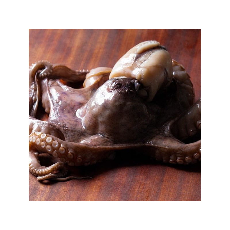 Polpo King 3.5kg