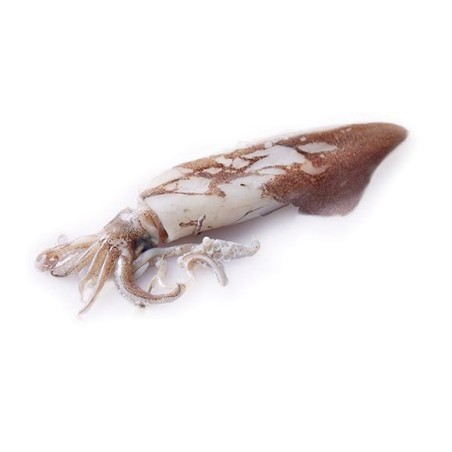 Calamaro 20/25cm Formato 3 kg (10/12 pezzi)