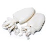 Seppia Pulita XL Formato 3 kg (20 pezzi)