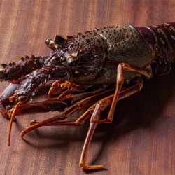 Aragosta del Mediterraneo Congelata 800gr