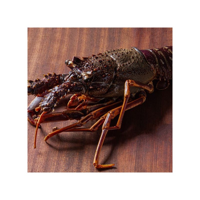 Aragosta del Mediterraneo Congelata 800gr