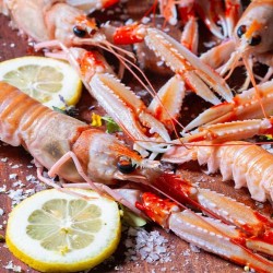 Scampo M Formato 1 kg (20/25 pezzi)